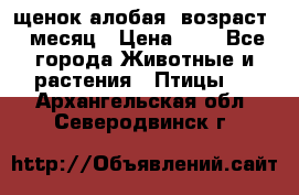 щенок алобая .возраст 1 месяц › Цена ­ 7 - Все города Животные и растения » Птицы   . Архангельская обл.,Северодвинск г.